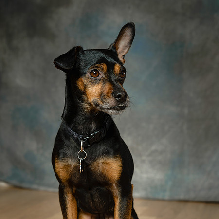 Kirkland Photographer