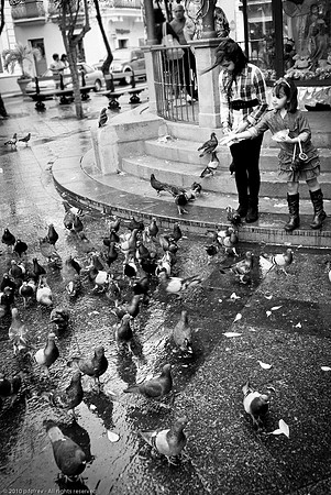 Feeding the pigeon