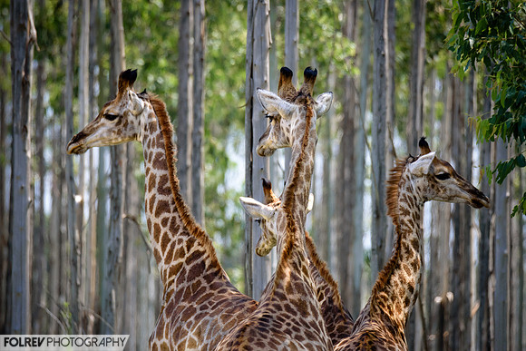 Giraffes Arabesques