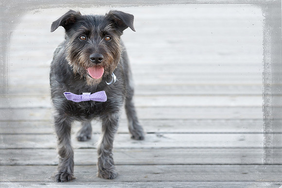 Pet - Dog photography