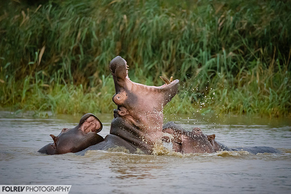 Hippos playing