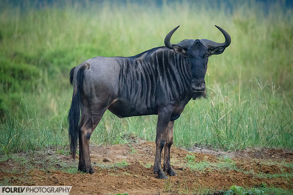 Wildebeest