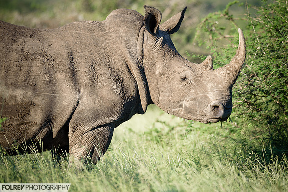 Rhino