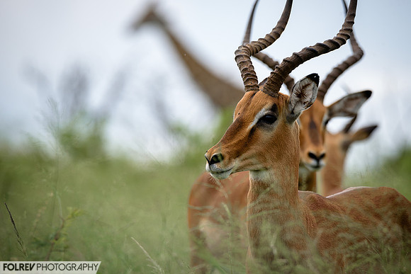Trio of impalas