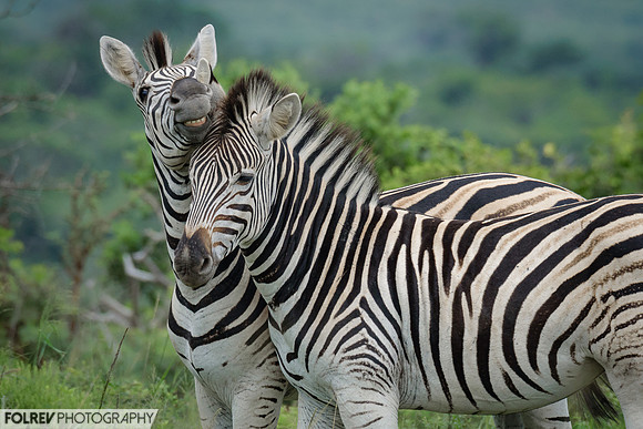 Loving/laughing zebras