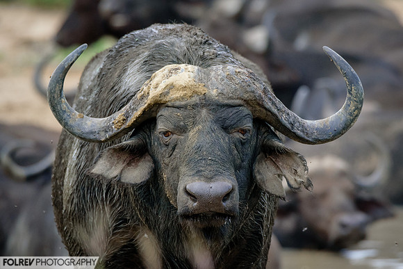 Smart buffalo