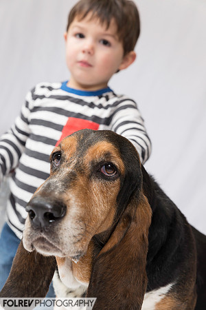 Bellevue Dog Picture